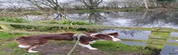 Border Collie dogs for sale: Red and white border collie 2 years old - Advert 3