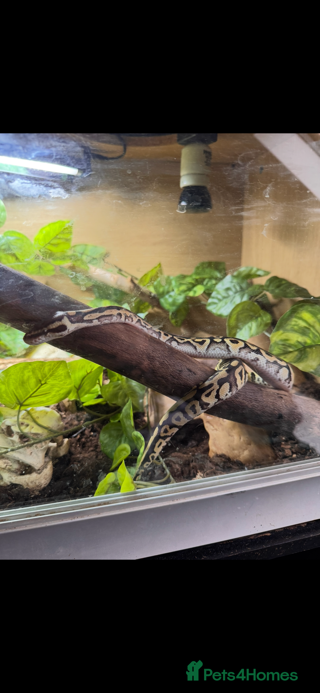 Python Snake reptiles for sale: Royal/Ball python x2 - Advert 7