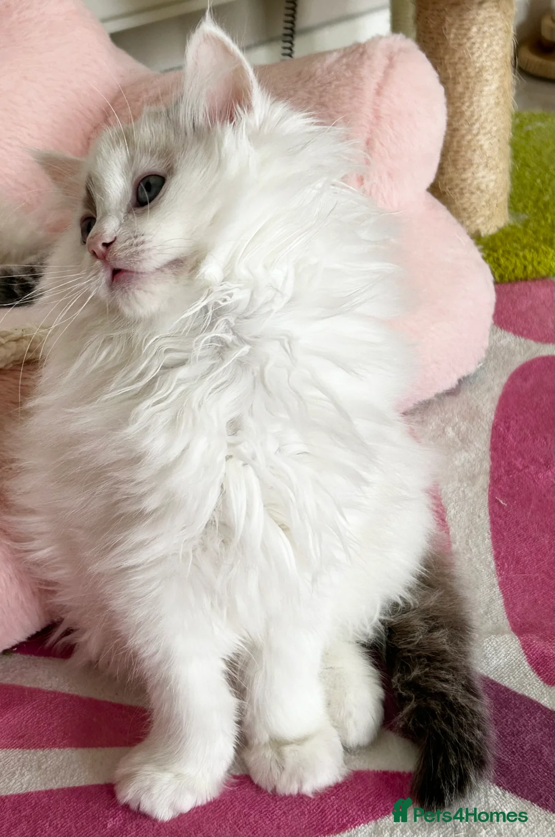 Ragdoll cats for sale: Gorgeous rare Van Ragdoll boy - Advert 6