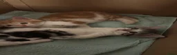 Mixed Breed cats for sale: cute kittens  - Advert 2