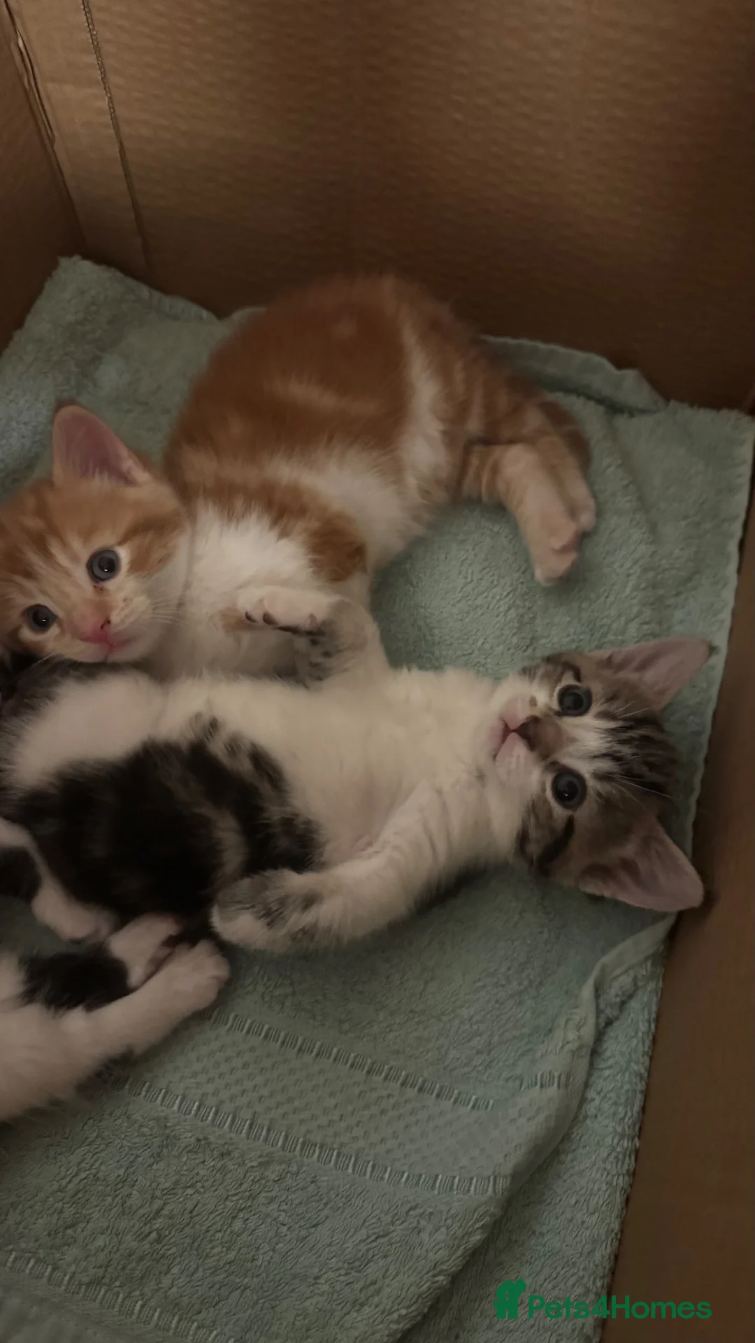 Mixed Breed cats for sale: cute kittens  - Advert 2