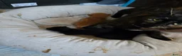 Mixed Breed cats for sale: Cute chunky kittens - Advert 2