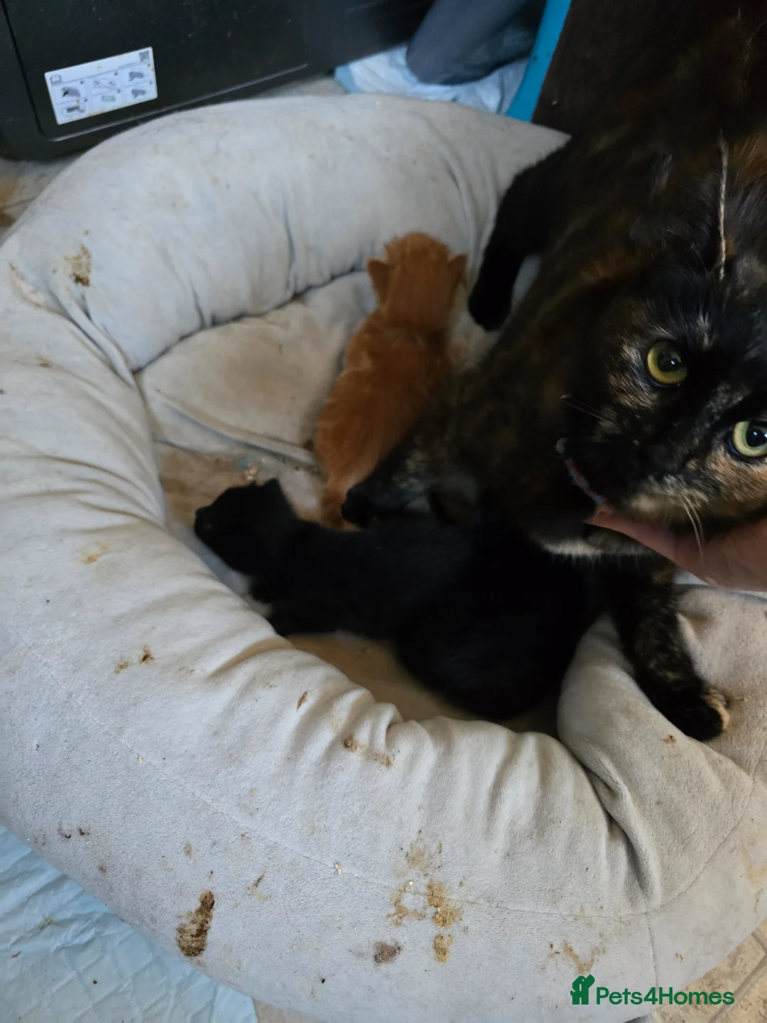 Mixed Breed cats for sale: Cute chunky kittens - Advert 2