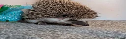 Pygmy Hedgehog rodents for sale: Pygmy hedgehog  - Advert 2
