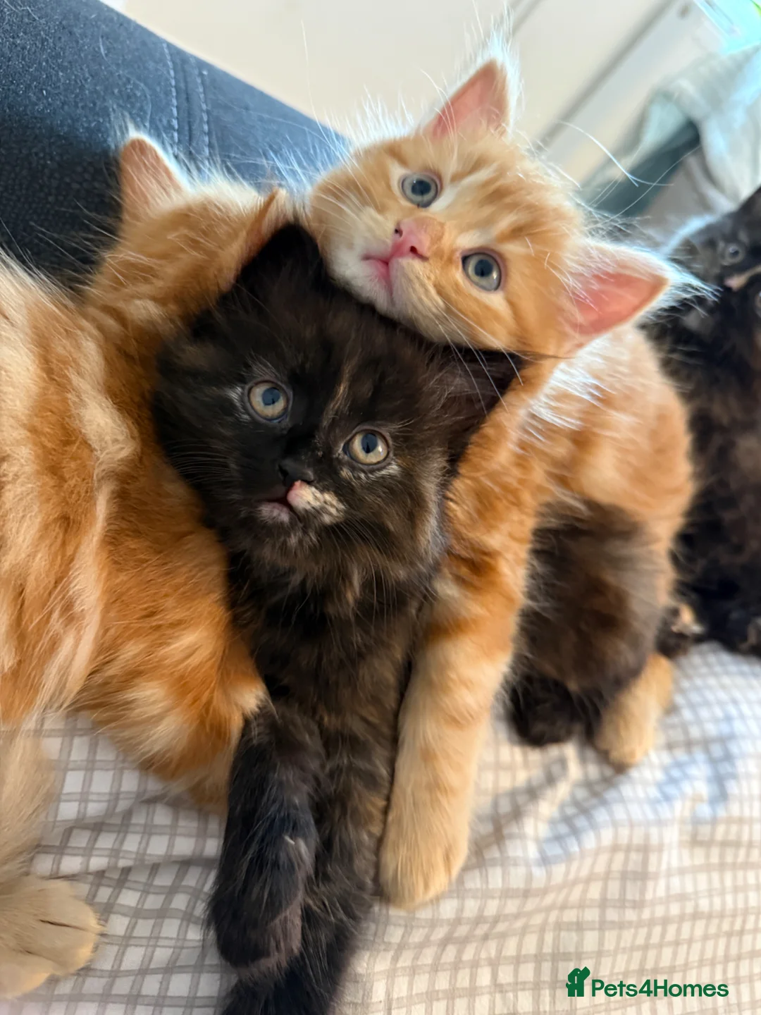 Mixed Breed cats for sale: Persian cross ginger male kittens X4! READY TO GO - Advert 16