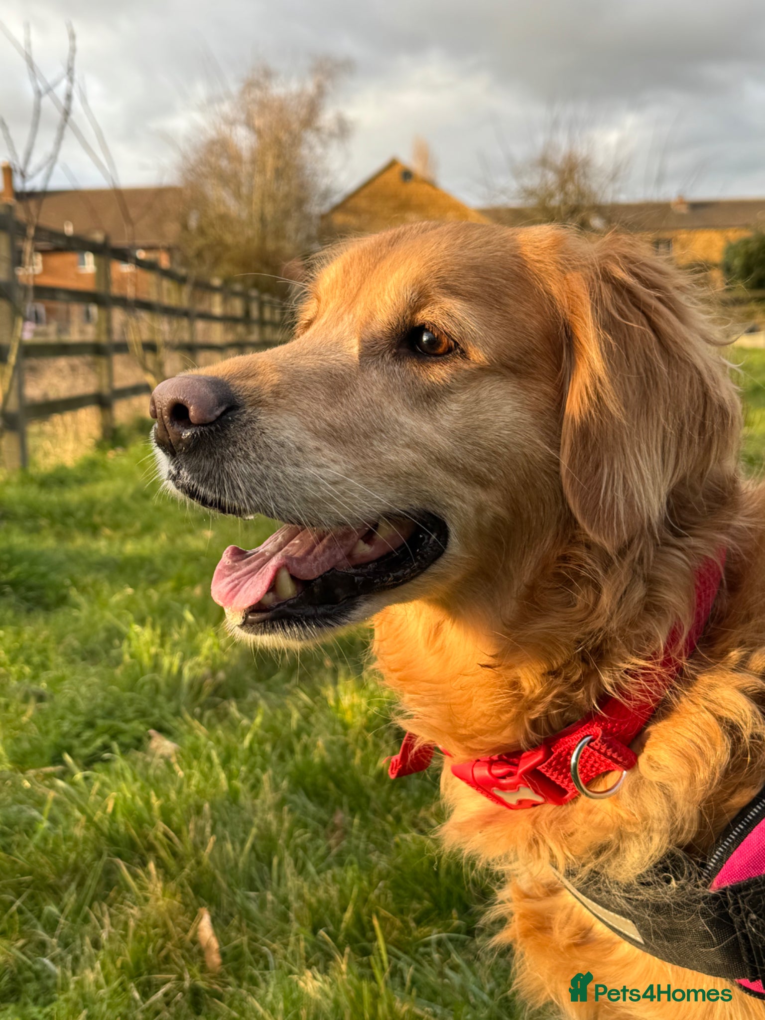 Golden Retriever dogs Beloved Golden Retriever for adoption  - Advert 2
