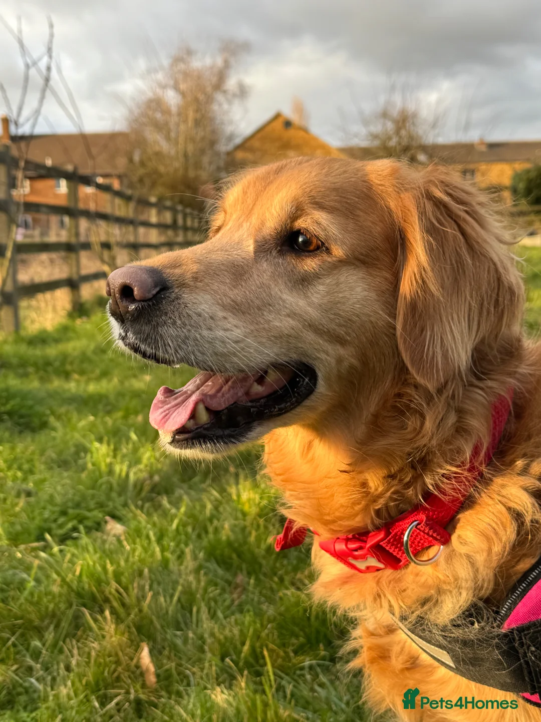 Golden Retriever dogs for sale: Beloved Golden Retriever for adoption  - Advert 1