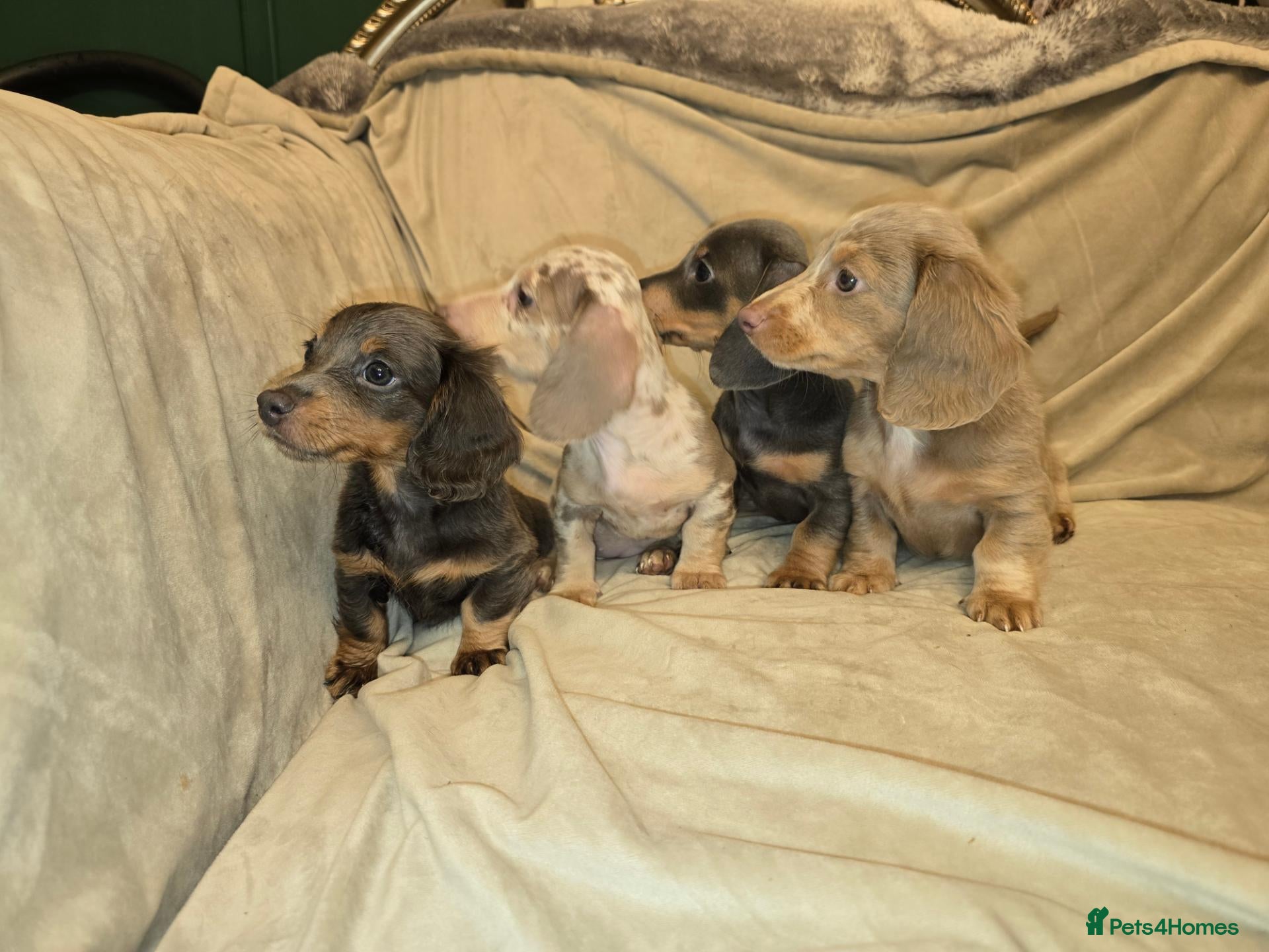 Miniature Dachshund dogs Minature Dashounds READY NOW..🥰 - Advert 2