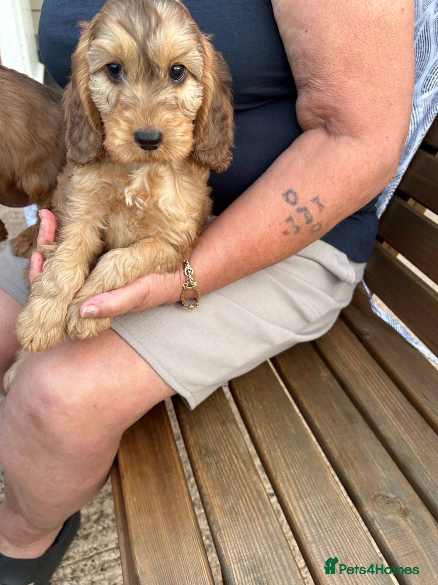 Cockapoo dogs Cockapoo 1 boy available  - Advert 13