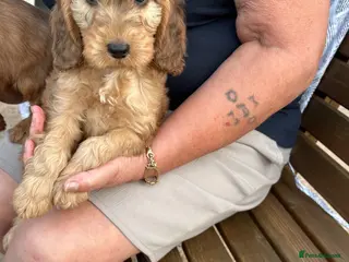 Cockapoo dogs Cockapoo 1 boy available - Advert 13