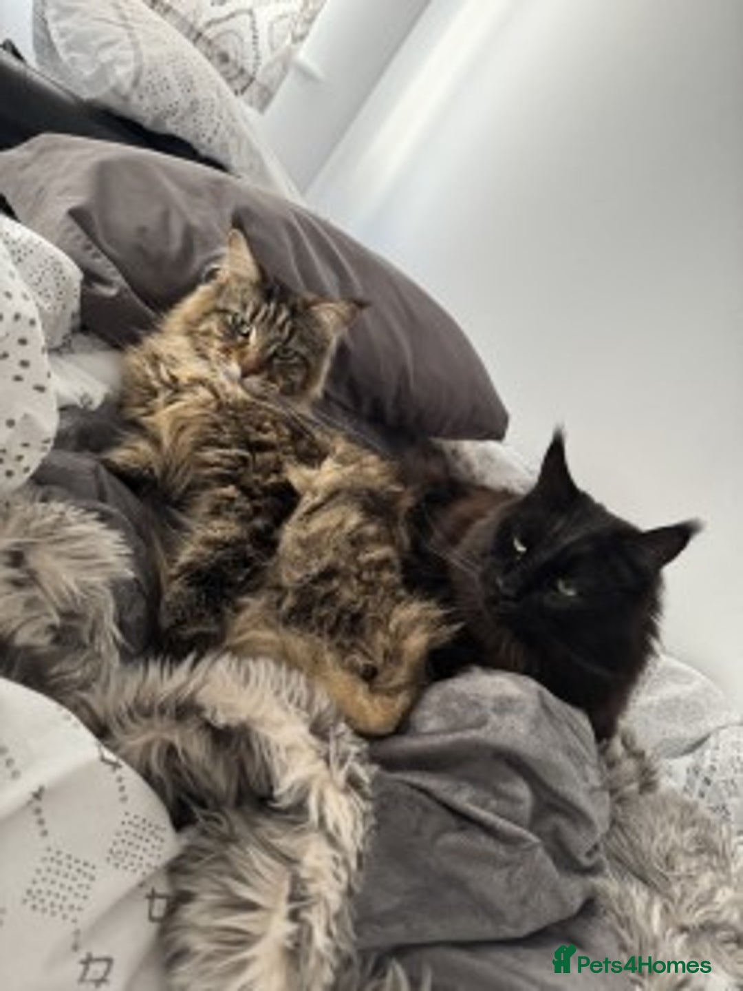 Maine Coon cats for sale: 2x Maine Coon sisters (GCCF) - Advert 2