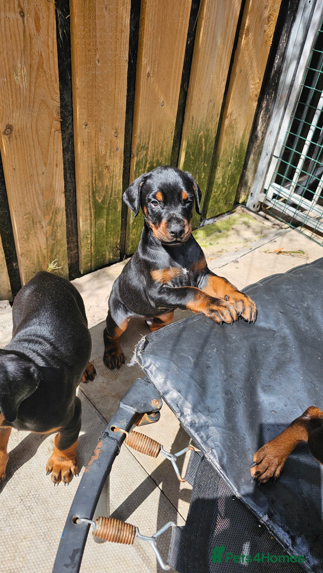 Dobermann dogs for sale: Top quality Dobermann puppies - Image 13