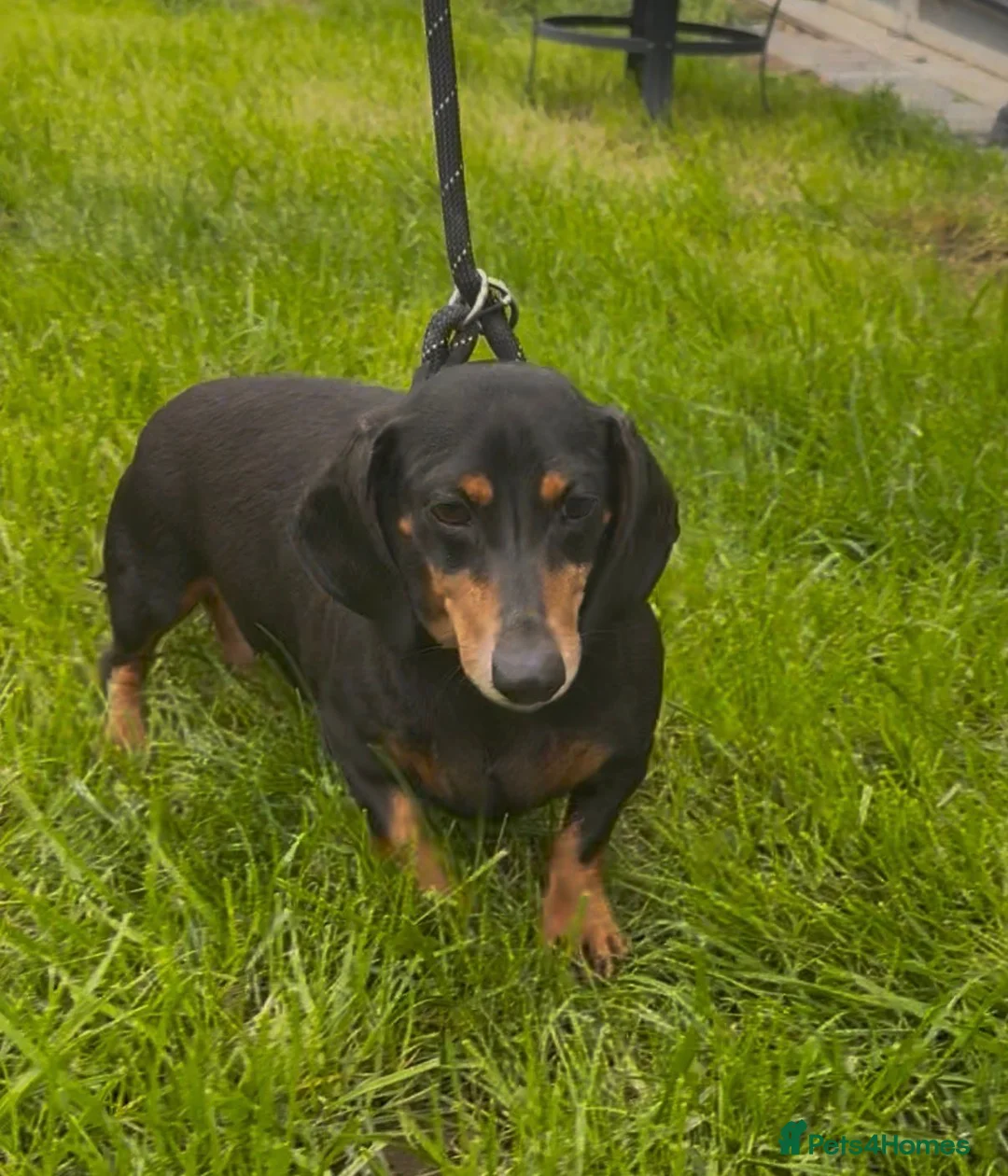 Miniature Dachshund dogs for sale: Mini Dashchound female 5years old looking new home - Advert 4