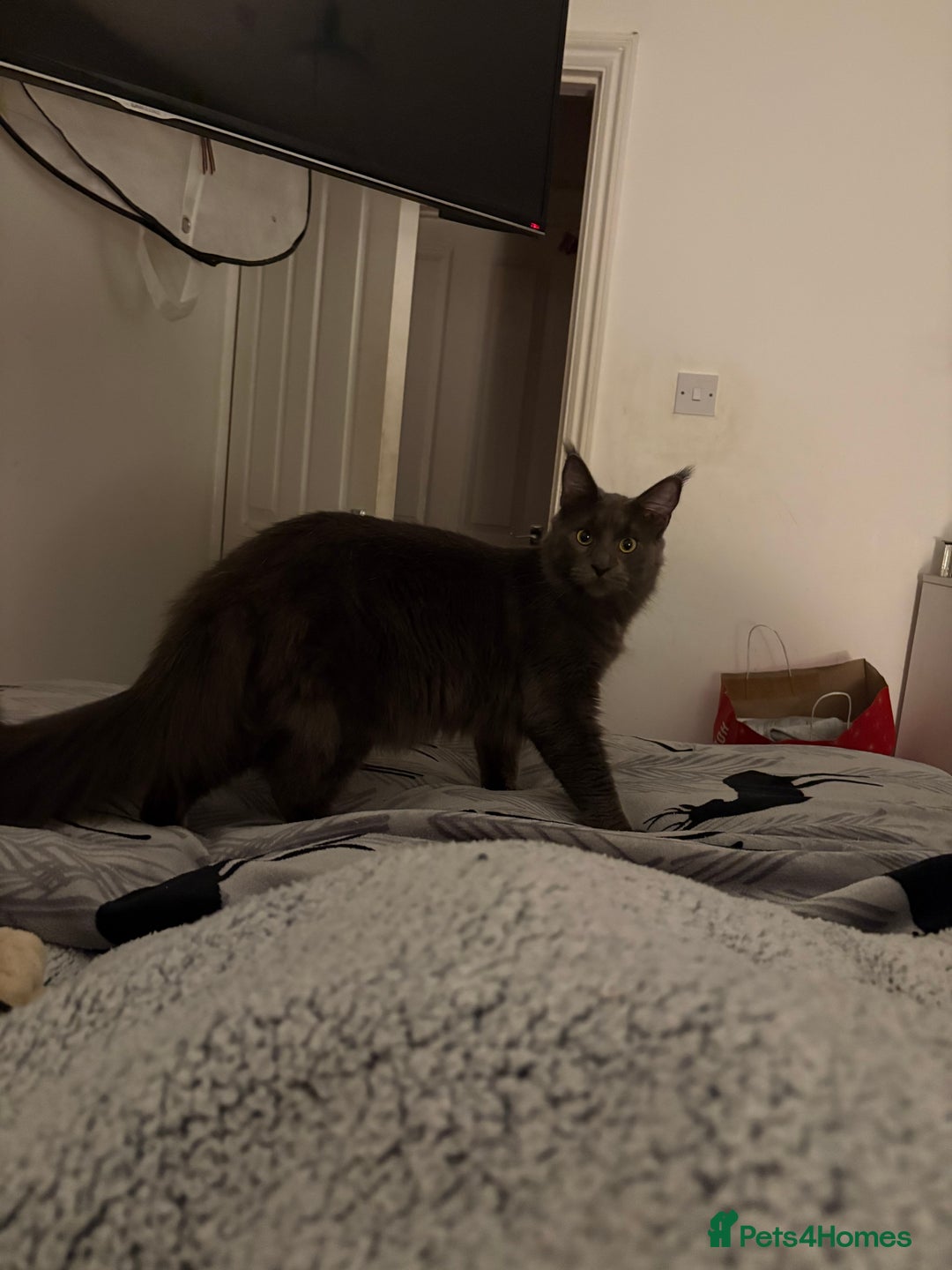 Maine Coon cats for sale: gorgeous maine coon 11 months old  - Advert 5