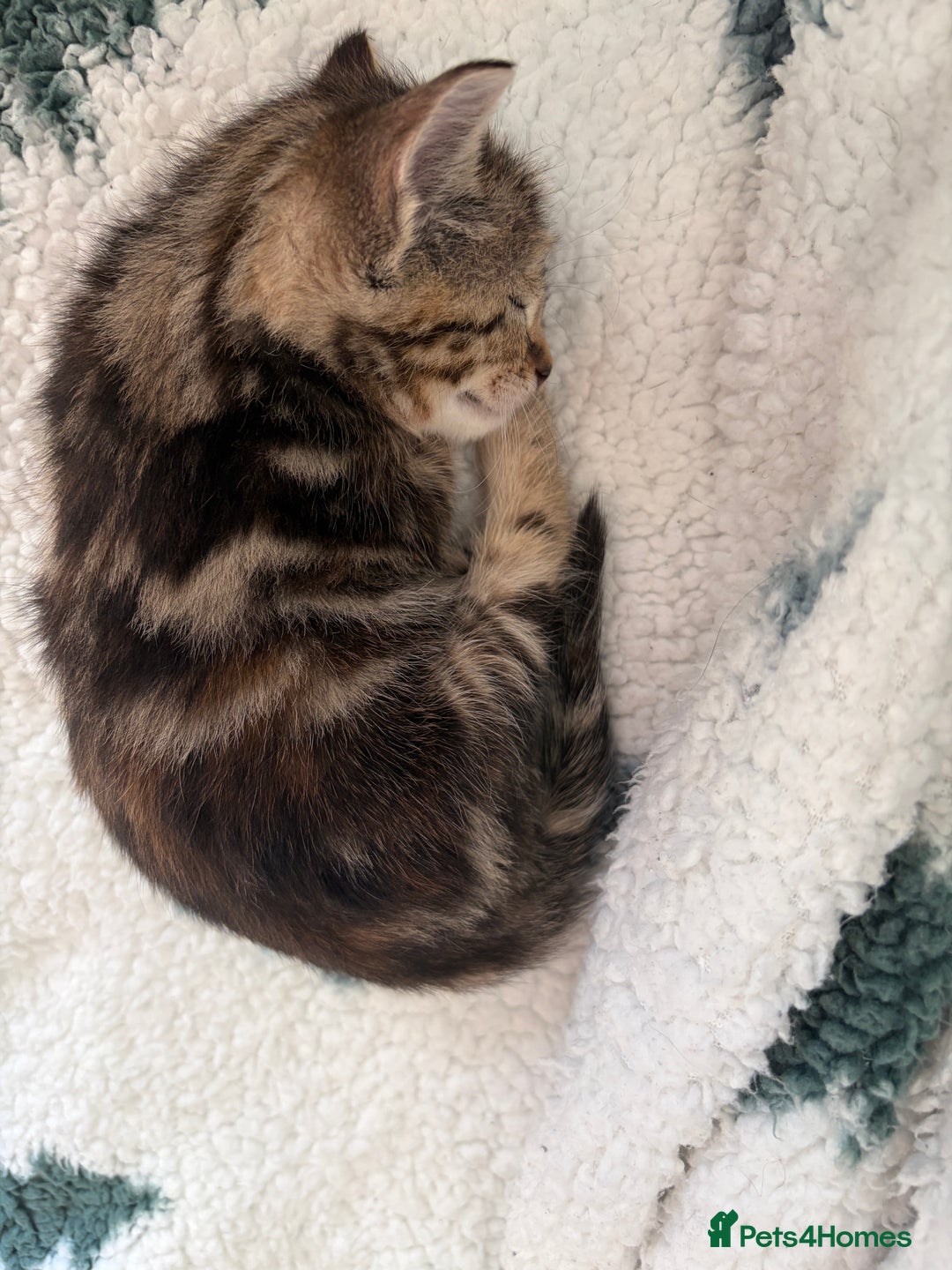 Domestic Shorthair cats for sale: Tabby Domestic Short Haired Kittens - Advert 16