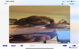 Miniature Dachshund dogs for sale: Stunning top quality miniature dachshund babies  - Advert 7