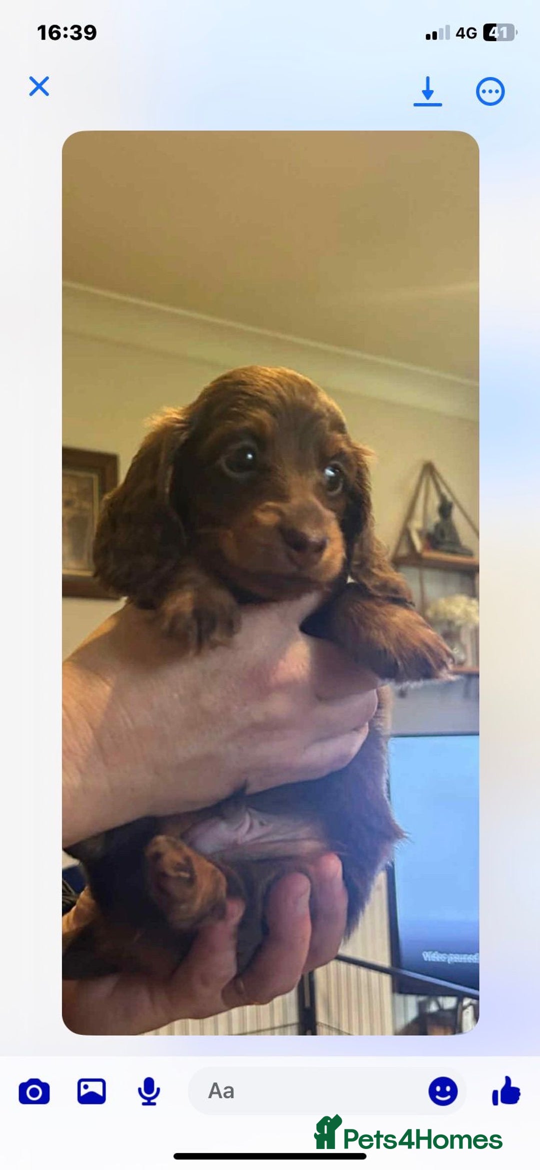 Miniature Dachshund dogs for sale: Stunning top quality miniature dachshund babies  - Advert 7