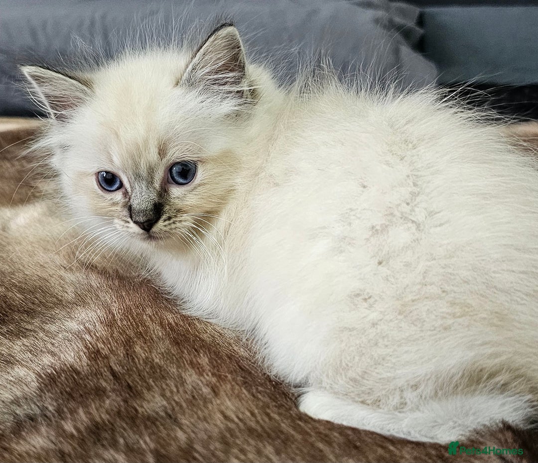 Ragdoll cats for sale: Stunning ragdoll kittens  - Image 28