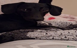 Mixed Breed dogs for sale: Teddy 8 Month Old Dachshund Cross Labrador - Image 2