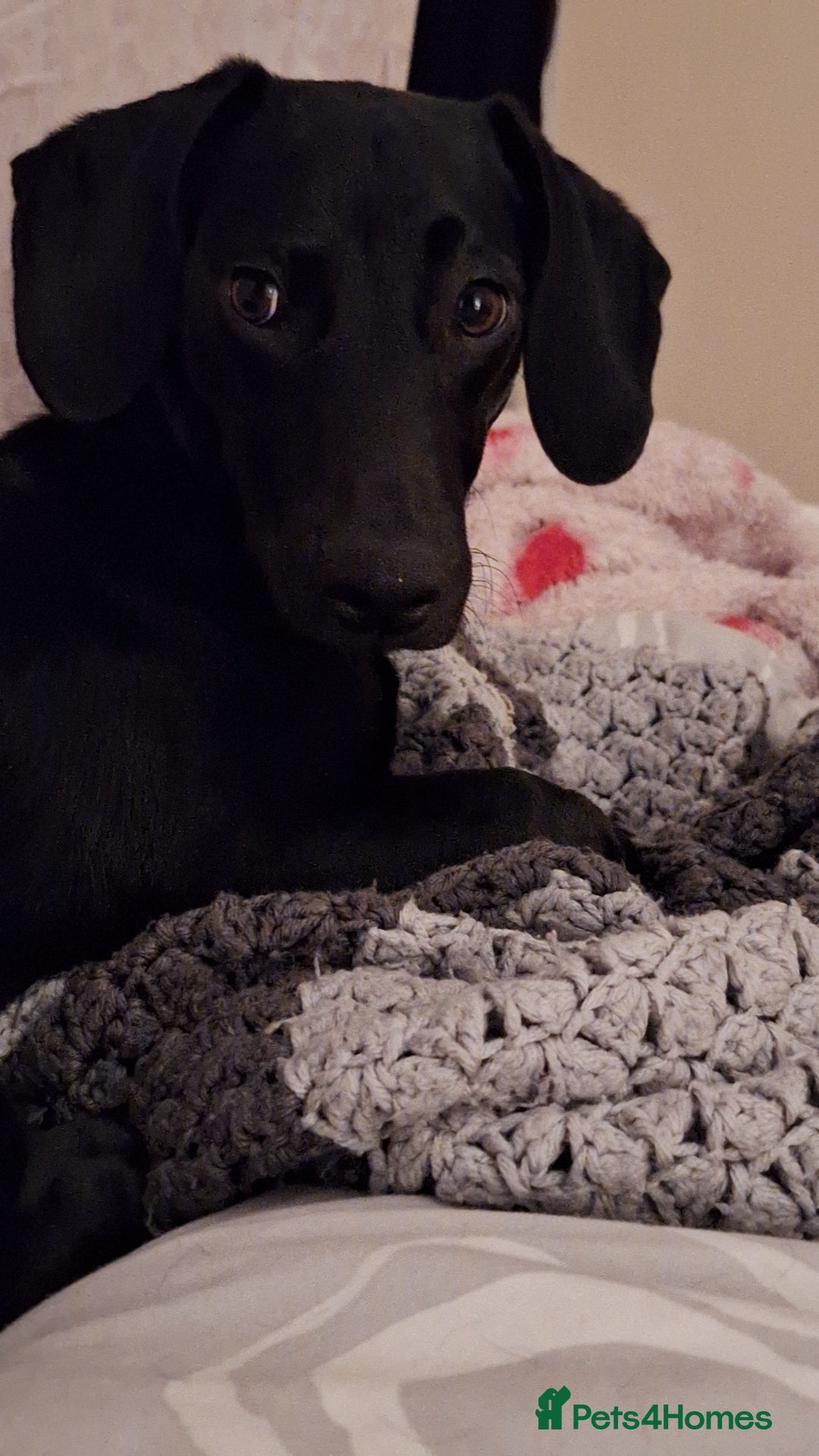 Mixed Breed dogs for sale: Teddy 8 Month Old Dachshund Cross Labrador - Image 2