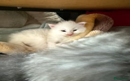 Maine Coon cats for sale: Maine Coon Kittens for sale - Image 14