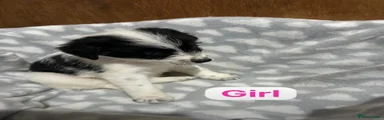 Jackapoo 5