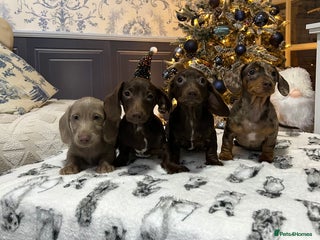 Dachshund dogs kc REG PRA CLR miniature dachshunds - Advert 6