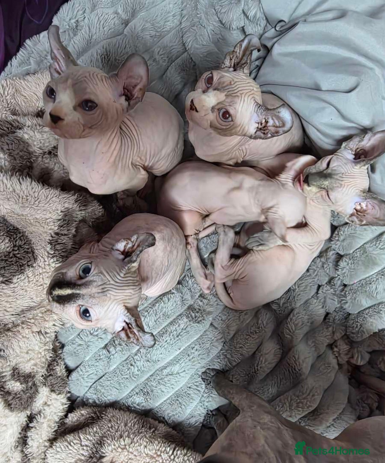 Sphynx cats Beautiful loving Sphynx ready to go now  - Advert 9