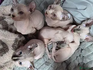 Sphynx cats Beautiful loving Sphynx ready to go now - Advert 9