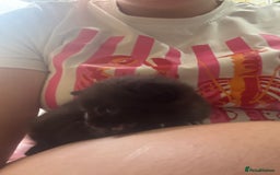 Mixed Breed cats for sale: Mixed breed kittens - Image 7