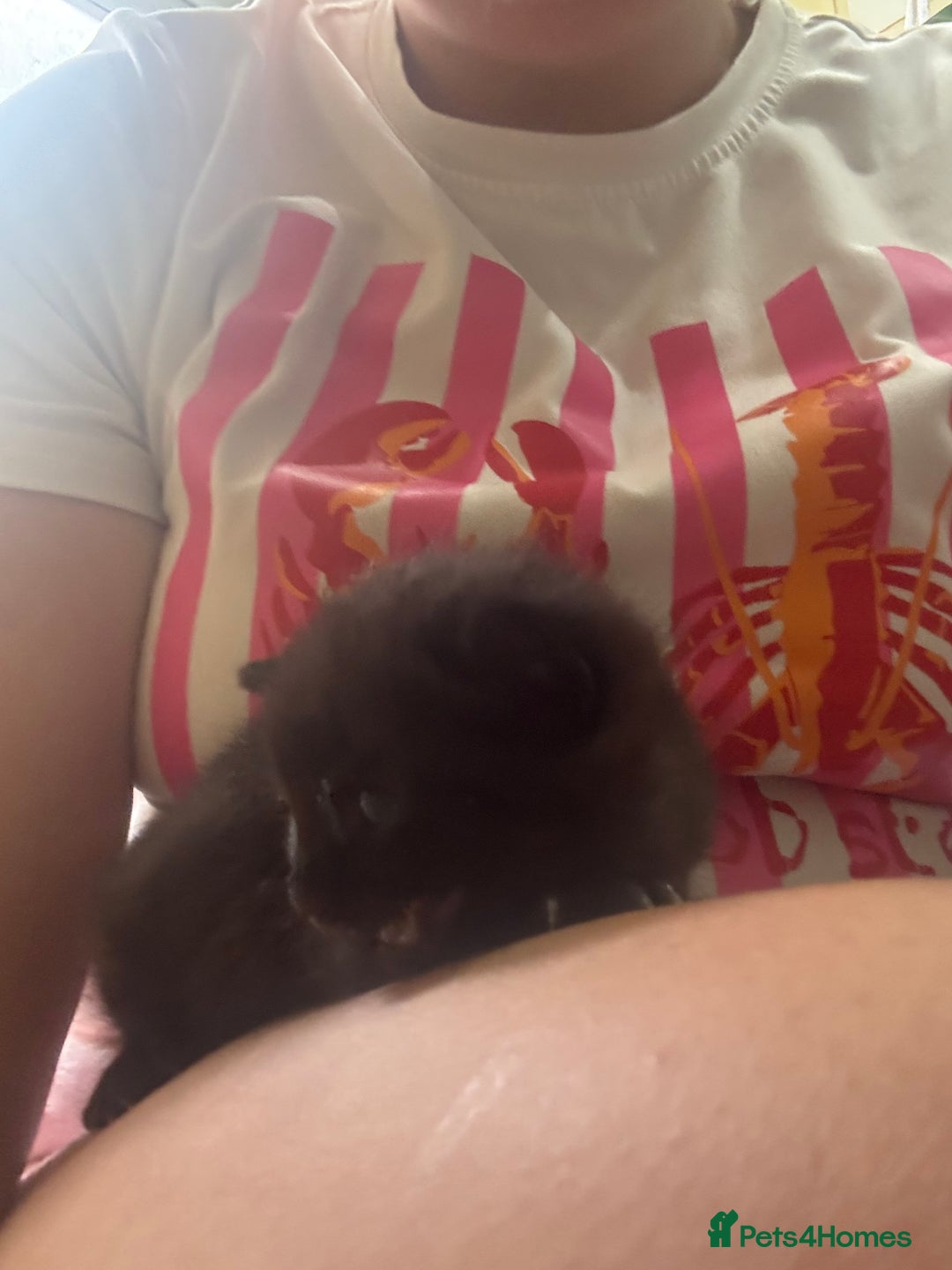 Mixed Breed cats for sale: Mixed breed kittens - Image 7