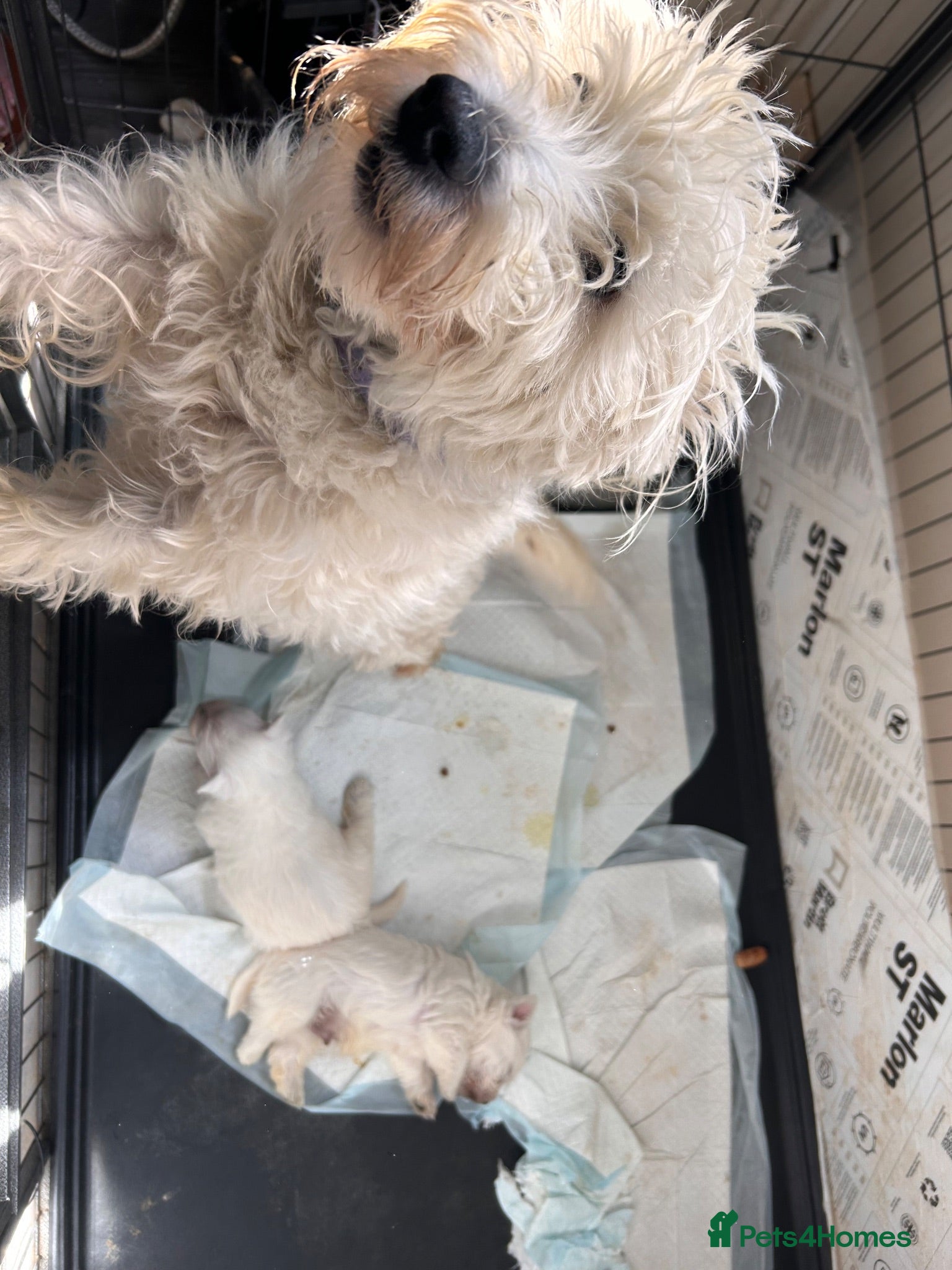 West Highland Terrier dogs Beautiful westies  - Advert 1