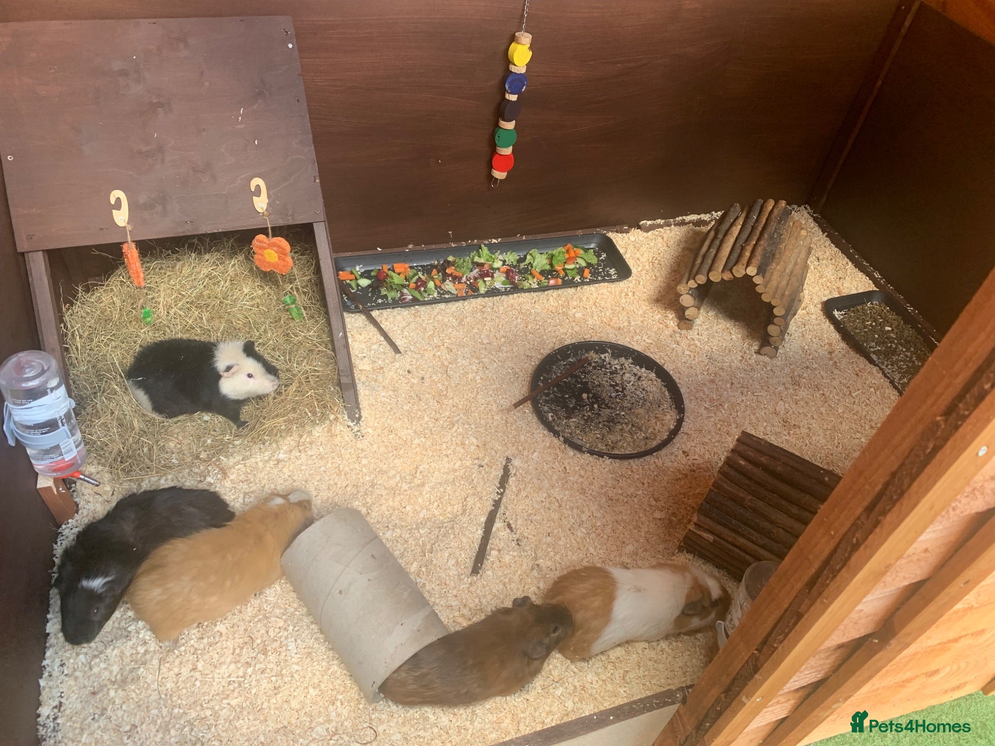 Guinea Pig rodents Look after small animals  - Advert 3