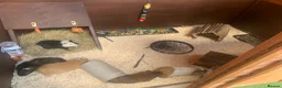 Guinea Pig rodents for sale: Look after small animals  in High Wycombe - Advert 1