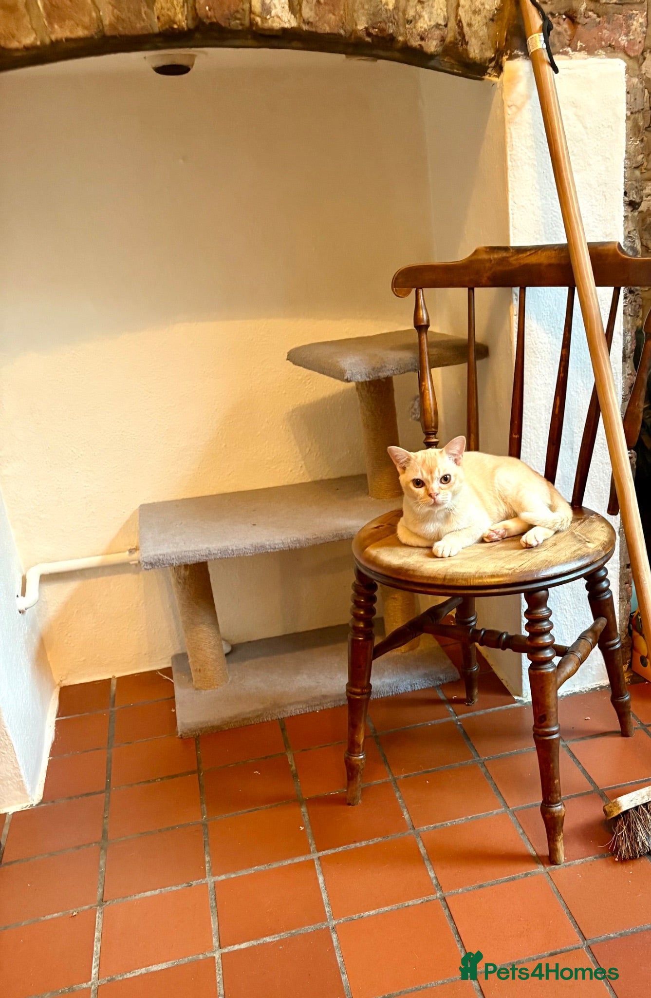 Burmese cats Burmese male kitten  - Advert 6