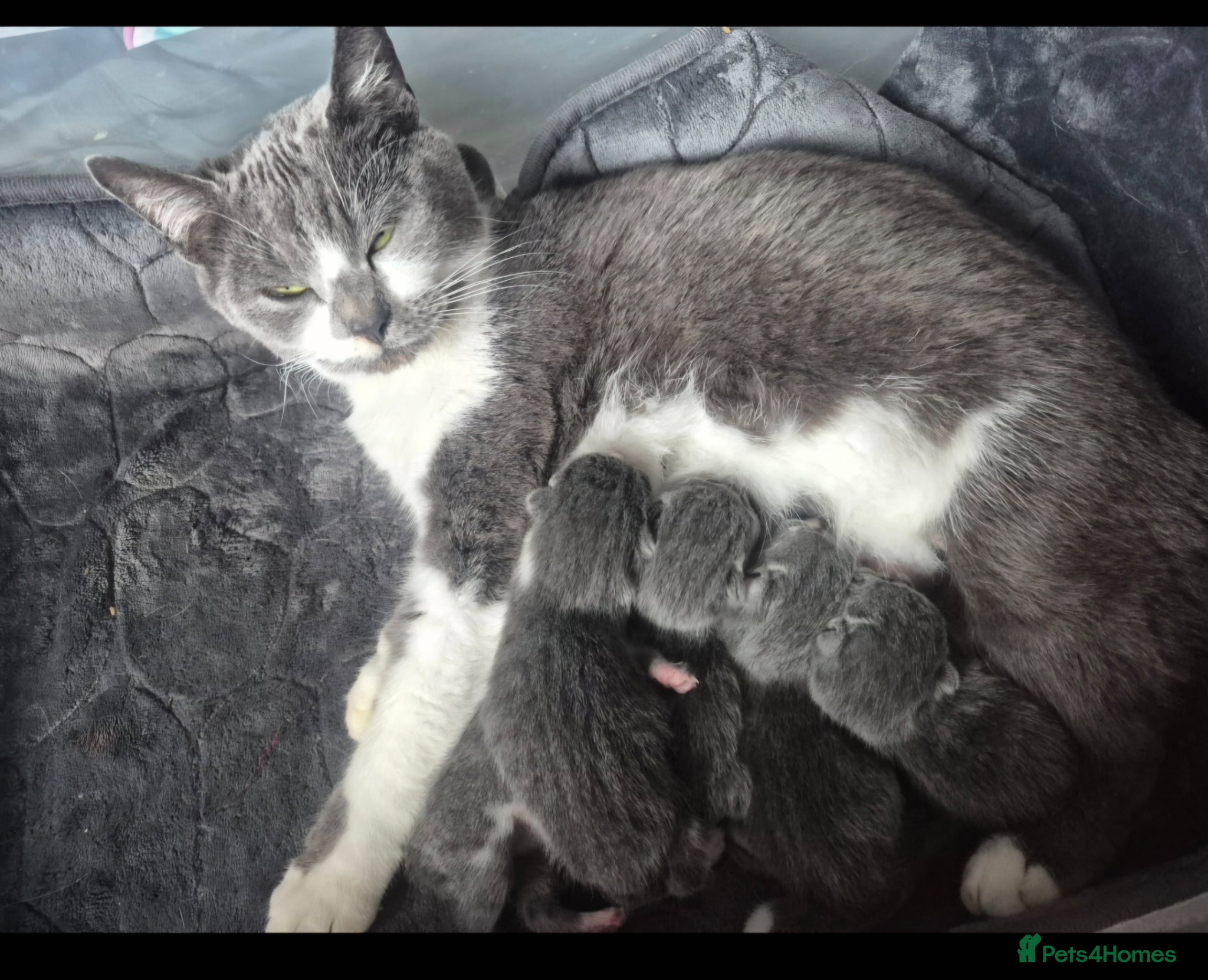 Mixed Breed cats for sale: Four gorgeous grey kittens - Advert 10
