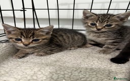 British Shorthair cats for sale: 5 British short hair kittens  - Image 3