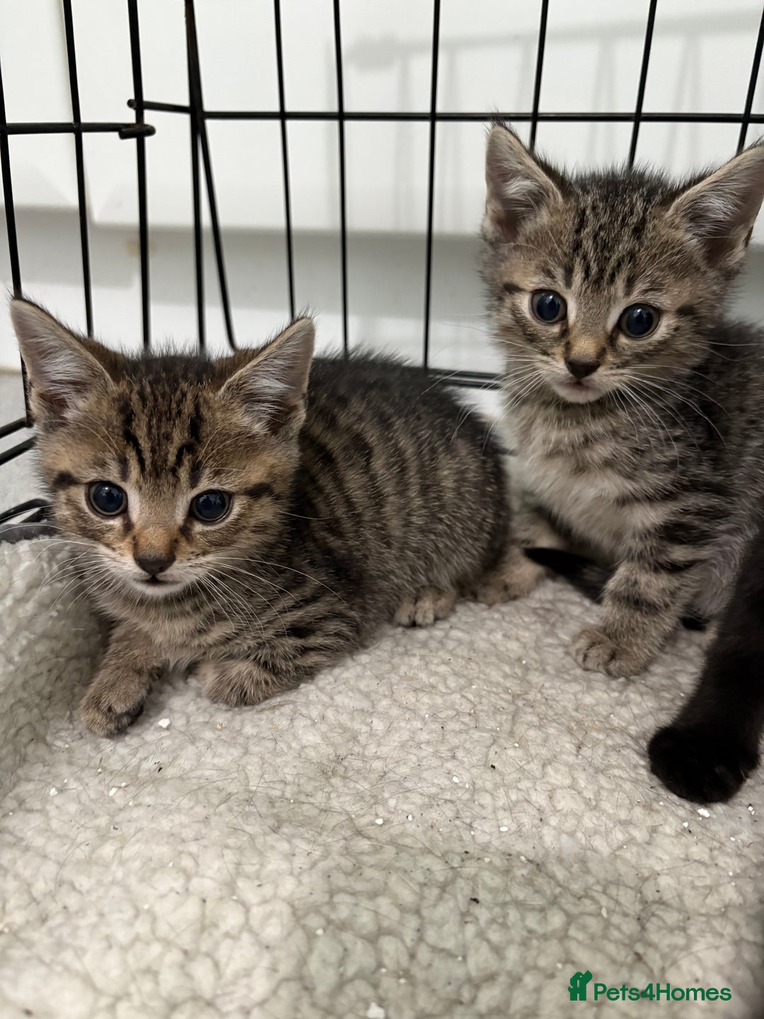 British Shorthair cats for sale: 5 British short hair kittens  - Image 3
