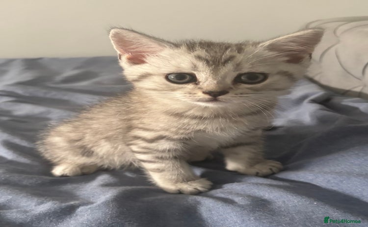 Scottish Fold cats - Advert 6