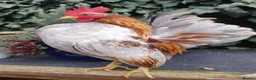 Chickens poultry for sale: Serama Bantams  - Advert 2