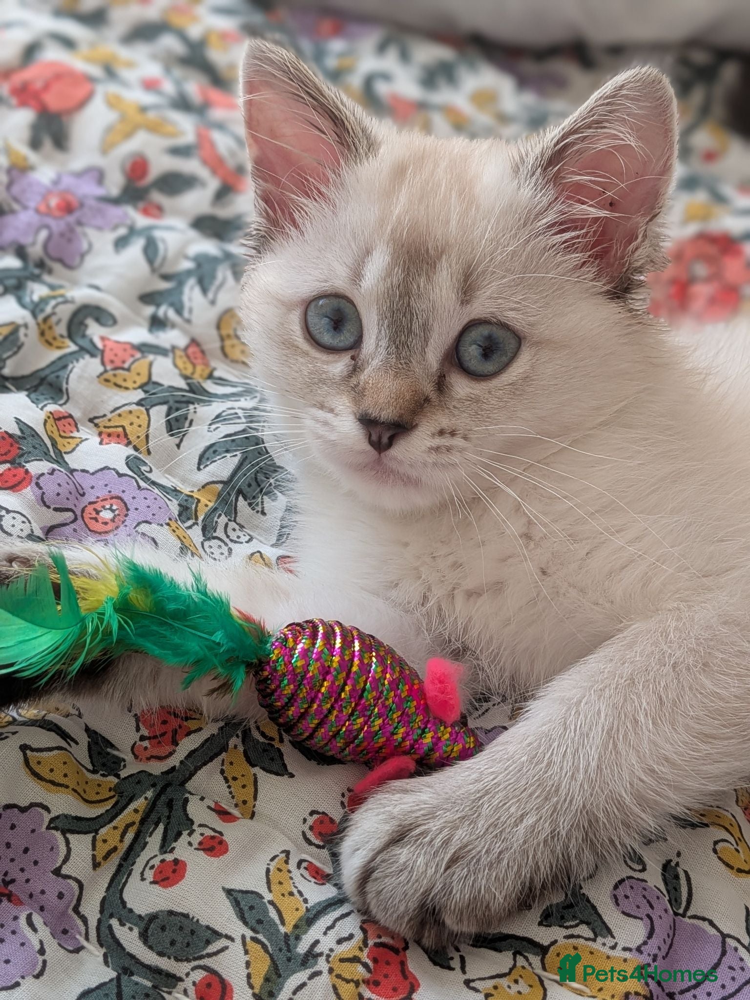 Mixed Breed cats Ragdoll x Scottish Fold kittens 2 available  - Advert 1