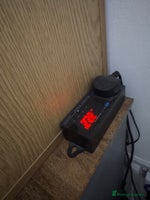 Leopard Gecko reptiles Leopard Gecko & Full Set Up - Advert 4