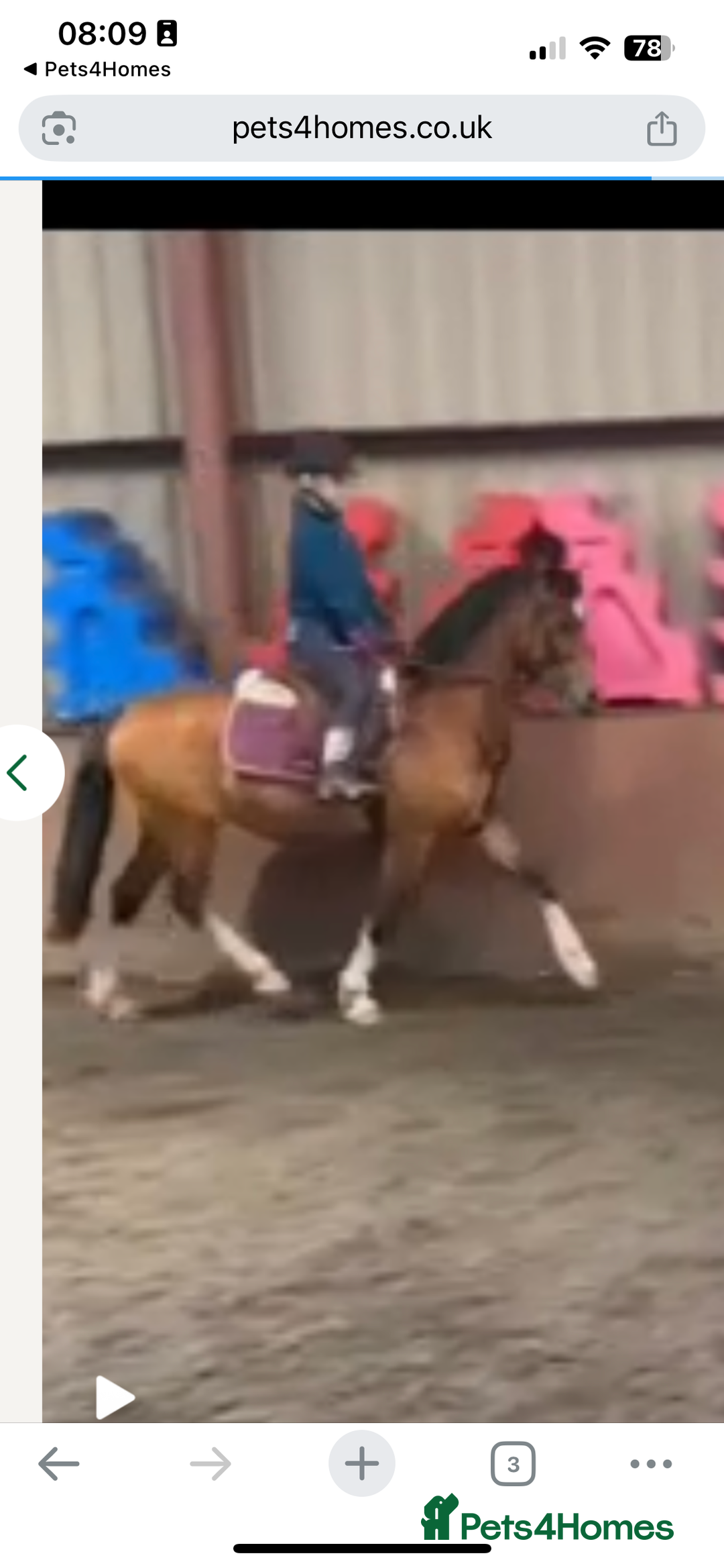 Welsh Section C horses for sale: Stunning Welsh pony  - Image 2