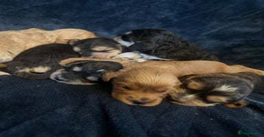 Mixed Breed dogs - Advert 6