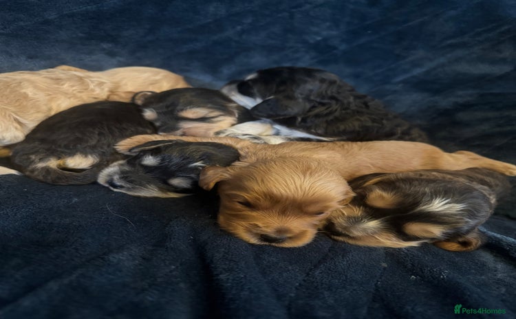 Mixed Breed dogs - Advert 9
