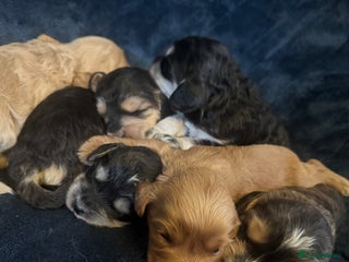 Mixed Breed dogs - Advert 4
