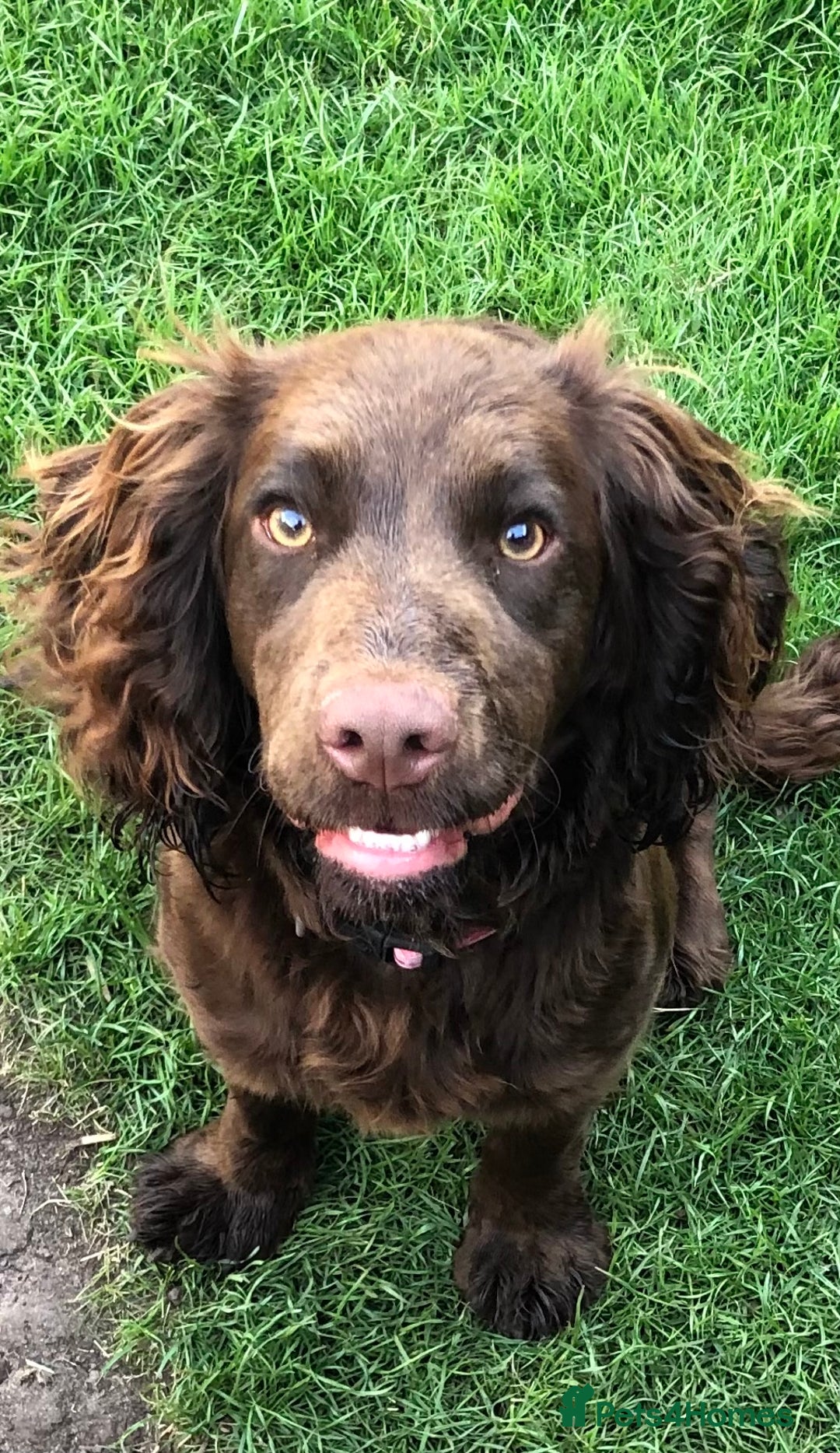 Cockapoo dogs for sale: Cockapoo puppies 💜 - Advert 5