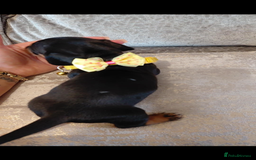 Miniature Dachshund dogs for sale: Ready now miniature dachshunds boy - Image 23