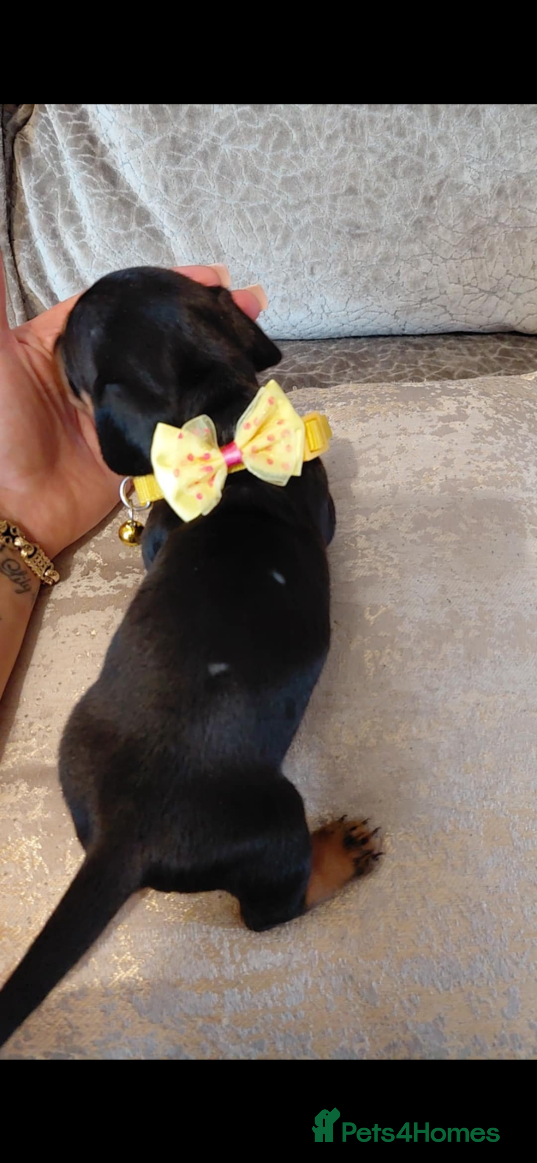 Miniature Dachshund dogs for sale: Ready now miniature dachshunds boy - Image 23