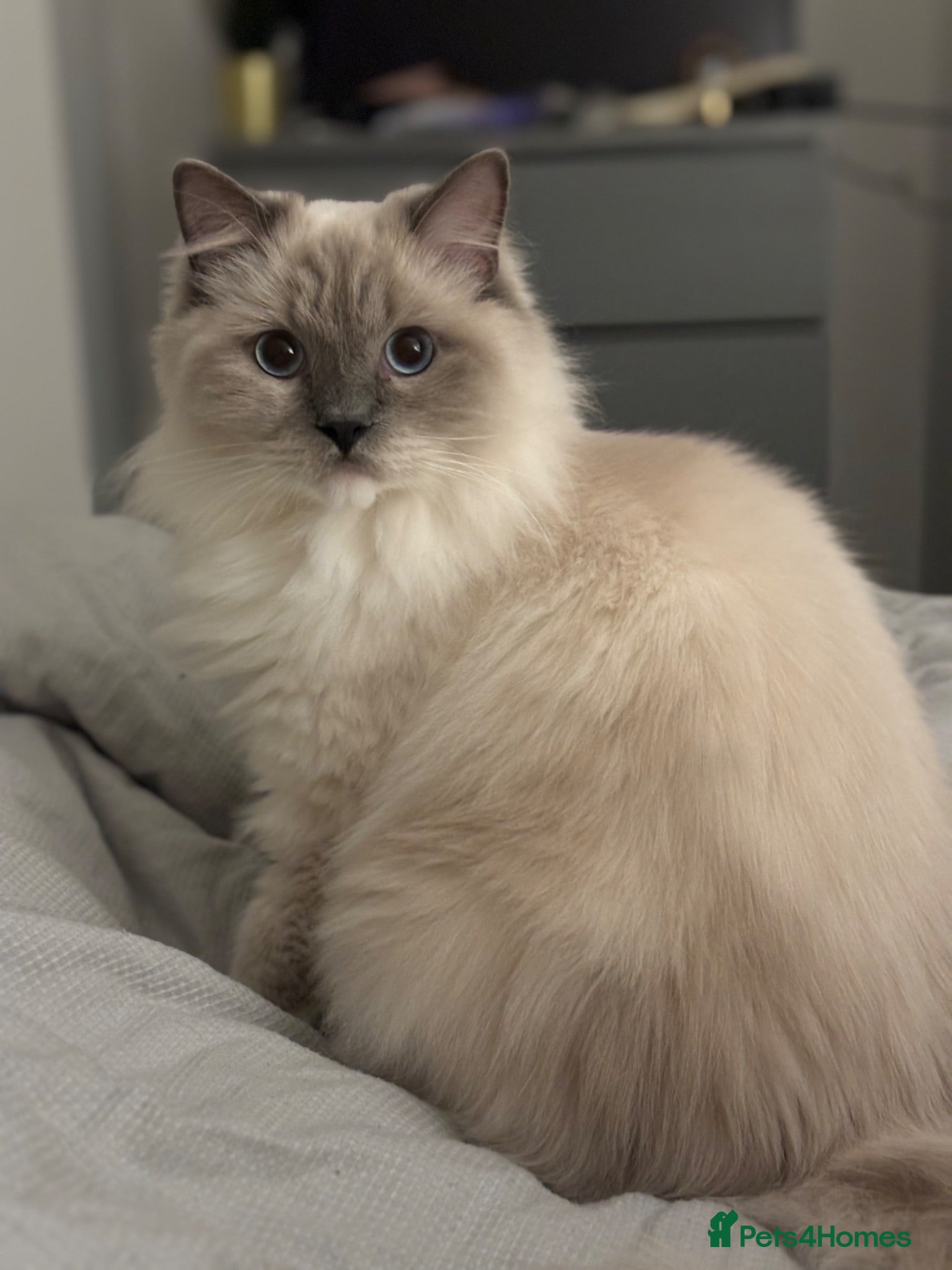 Ragdoll cats Ragdoll X Kittens  - Advert 1